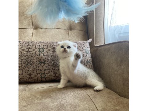 Scottish Fold Shorthair Silver Shaded Ns11 Bebeğimiz.