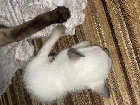 2 Aylık Siyam Kedisi Yavru