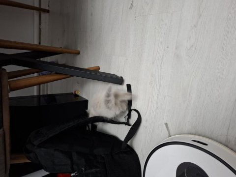 2 Aylık Erkek British Longhair