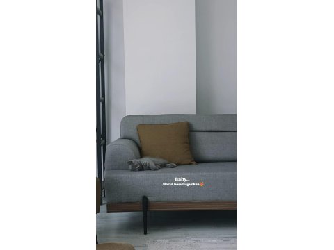 3 Aylık British Shorthair Bir Sorunu Yok