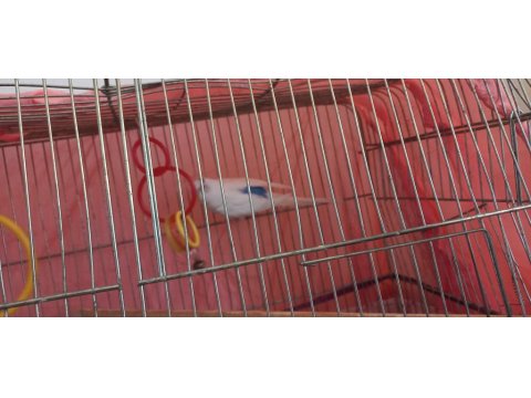 Çift Muhabbet Kuşumuz