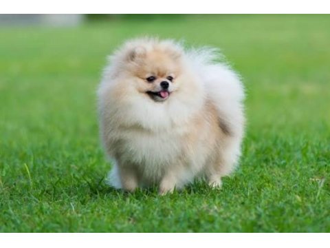 Orjinal Pomeranian Boo