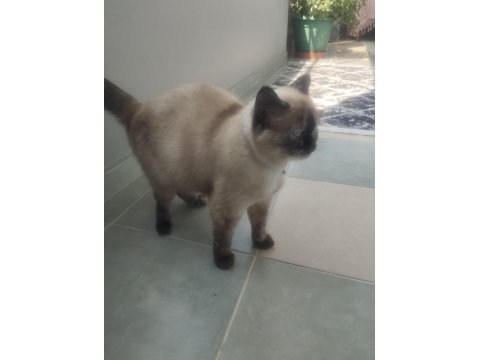 Sahiplendirilecek Kedimiz