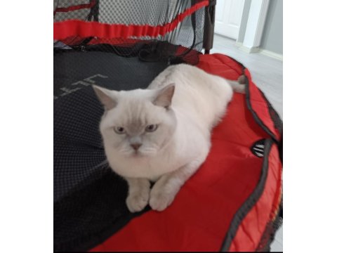 Blue Point Cinsi Kedimiz