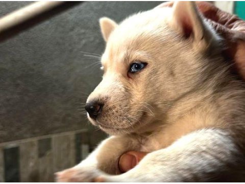 Safkan Husky Yavruları