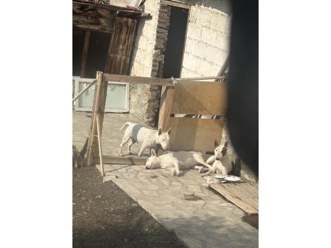 Damızlık 3 Bull Terrier Dişimiz Satılıktır Toplu