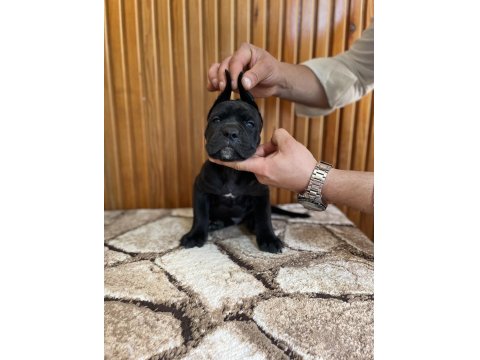 Gerçek Dev Adayları Cane Corso