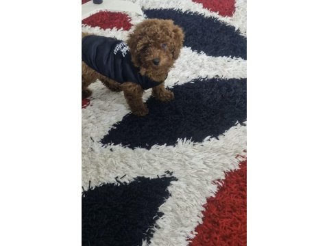 Ev Ortamında Orjinal Toy Poodle