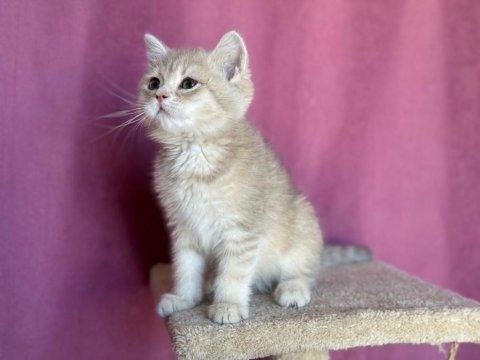 British Longhair Oğlum Yeni Yuvasına Gitmeyi Bekliyor