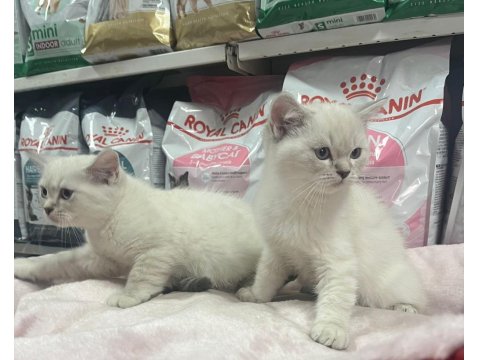 Red Point British Shorthair Türünün En Güzel Örneklerinden