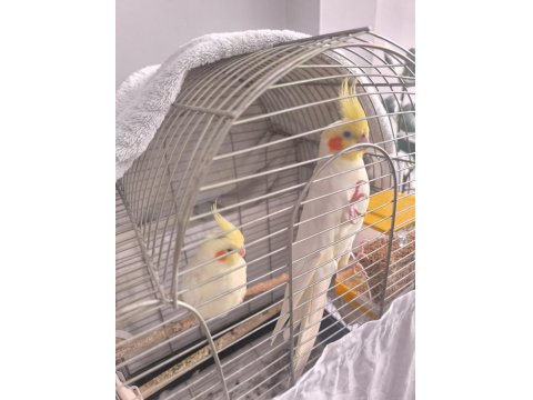 Eş Sultan Papağanımız