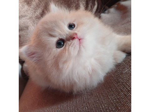 Show Kalite British Longhair Bebekler