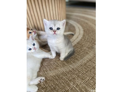 British Shorthair Yavru Kediler Rezerveye Açık!