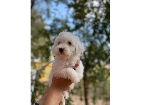 Ev Ortamında Bakılmış Maltese Terrier