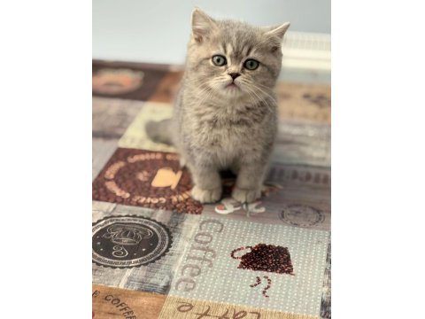 British Shorthair Yavrular Teslime Hazır