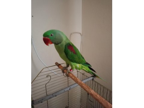 Erkek Alexander Papağanı 10 Aylık