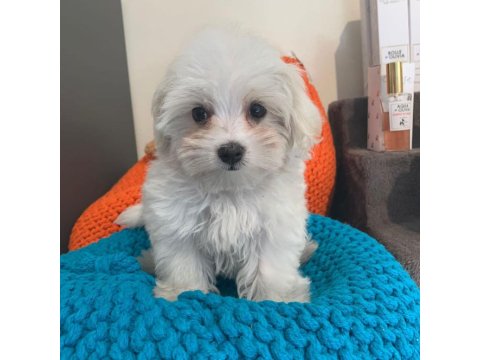 Dünya Tatlısı Terrier Yavruları