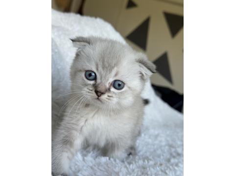 Scottish Fold Blue Point Yavru Kedim