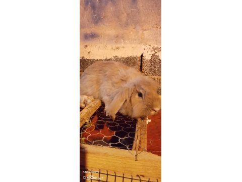 Hollanda Lop Dişi Anaç 14 Aylık Tavşan