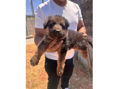 Alman Kurdu Bebeklerimiz İçin Acele Edin