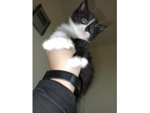 20 Ocak Doğumlu British Bicolor Yavrular