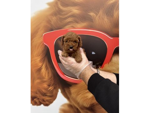 Irk Garantili Toy Poodle Yavrularımız