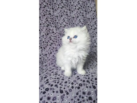 Kocaeli Show Kalite Safkan British Longhair Yavrular