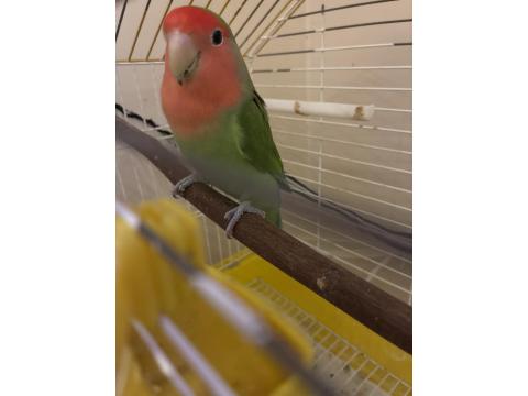 3 Yaşında Sevda Papağanı