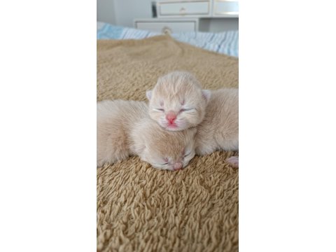 Özel Renk Chocolate Golden Kediler