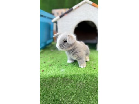 Hollanda Teddy Lop Tavşanı Yavrular