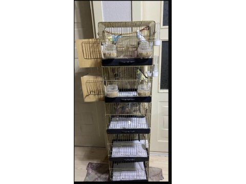 3 Adet Muhabbet Kuşu Ve Üretim Kafesi Yuvalıklar Satılıktır