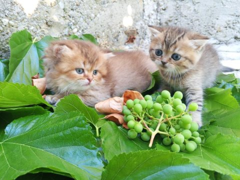 British Shorthair Yavru Kedimiz