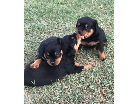 Safkan Macar Rottweiler 2 Aylık Yavru Köpekler