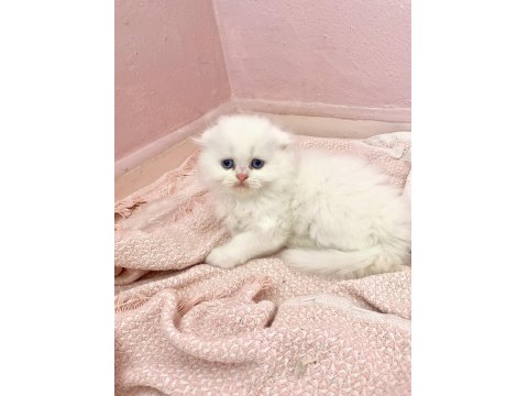 Safkan Beyaz Scottish Fold Erkek