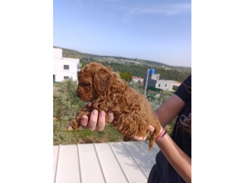 İzmir Toy Poodle Yavrular