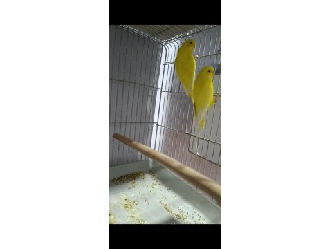 Lutino Takım Muhabbet Kuşu