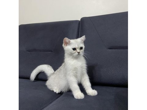Dişi 3 Aylık British Shorthair