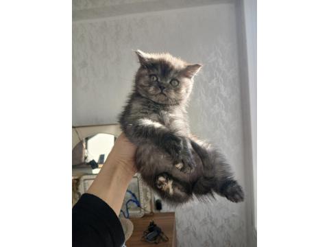 British Shorthair Silver Chocalate Ve Bicolor