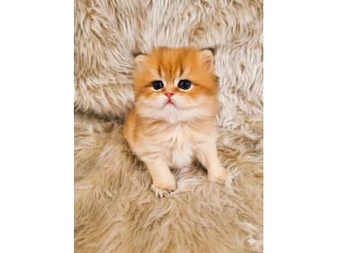 British Shorthair Harika Yavrular