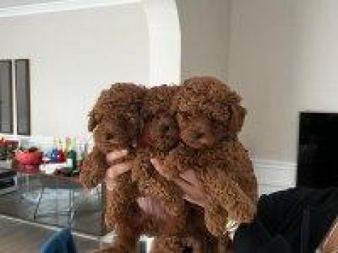 Toy Poodle Köpeği Yavrularımız