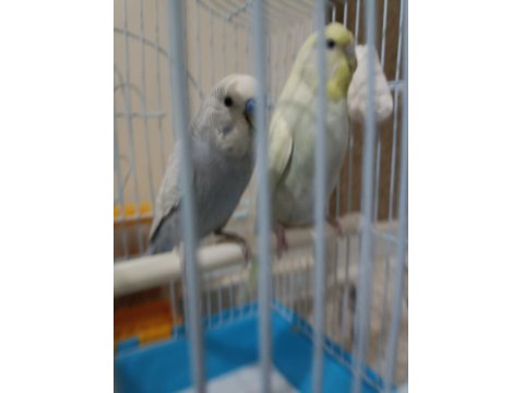 Bir Çift Muhabbet Kuşu İle Bir Çift Kanarya