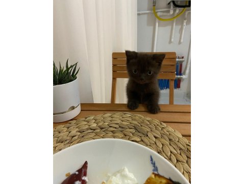 British Shorthair Gri Kedimiz