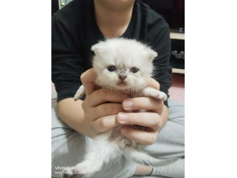 Rezerveye Açık Scottish Fold Yavrularımız