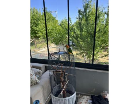 Ful Evcil 1.5 Yasında Caique Papağanı