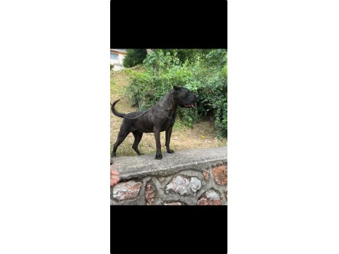 2.5 Yaşında Dişi Presa Canario