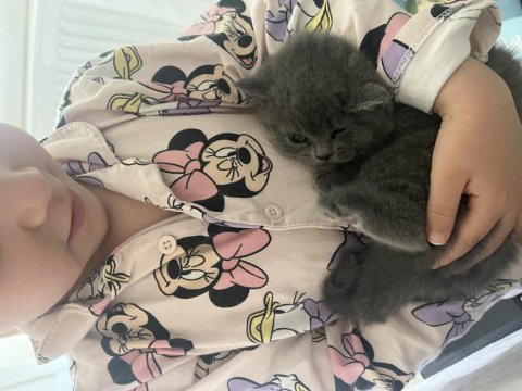 En Safkan Kediler Ömürlük Yuvasına Gidiyor!