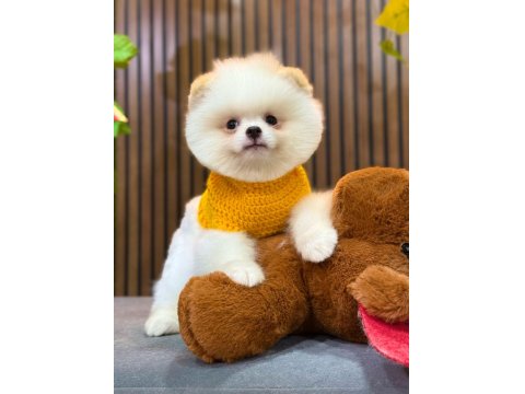 Orijinal Güler Yüzlü Show Kalite Pomeranian Köpeğimiz