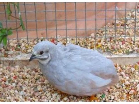 Minyatür Çin Bıldırcını Takım, Civciv, Yumurta