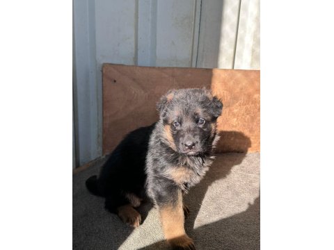 Safkan Alman Kurdu Yavruları