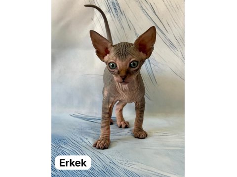 17 Temmuz Doğumlu Sfenks Yavrular